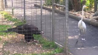 Eagle attacks bird at Featherdale Wildlife Park Sydney Australia [upl. by Nylrats11]