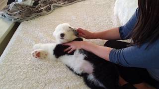 How to get a Puppy comfortable being groomed  My Old English Sheepdog puppy Gracyn [upl. by Audri]