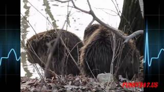 Beavers Mating Animal Making Love [upl. by Caraviello972]