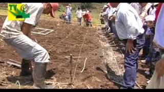 TIERRA PASTOS Y GANADO Siembra pasto de corte y estrella [upl. by Laeno]