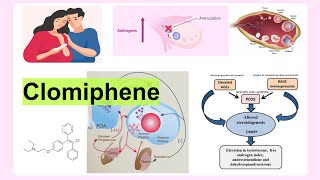 clomiphene [upl. by Llevaj]