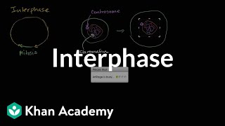 Interphase  Cells  MCAT  Khan Academy [upl. by Aretta]