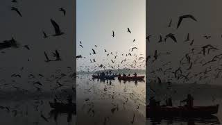 A Flock Of Seagulls Flying Over A Body Of Water [upl. by Fricke760]