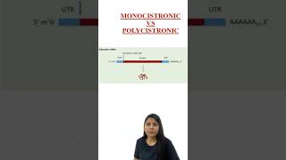 MONOCOSTRONIC vs POLYCISTRONIC  Transcription  RNA Synthesis  Class 12 Biology  NCERT  NEET [upl. by Baudin950]