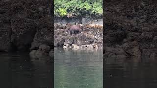 Brown Bear Walking Along the Water Baranof Island Sitka Alaska [upl. by Ettenajna]