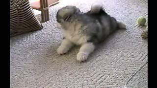 Malamute Puppy Scoldingmpg [upl. by Adlemy879]