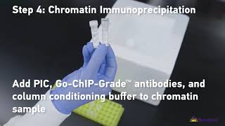 BioLegend Chromatin Immunoprecipitation ChIP Protocol [upl. by Oniskey]