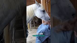 Blanketing Horses  Lets use common sense equestrian horse horsegirl horsecare [upl. by Heiskell718]