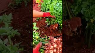 Farmers harvest basil seeds shorts [upl. by Anom]