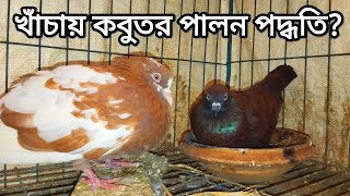 খাঁচায় কবুতর পালন পদ্ধতি। khachi kabutar palon [upl. by Docilla]