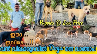 Budget Priceന് Puppies ഇവിടെ നിന്നും 20 വർഷമായി kennel നടത്തുന്ന ബൈജു ചേട്ടൻ Dog Farming Malayalam [upl. by Eramat]