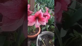 FLORACIÓN de hippeastrum [upl. by Yc3]