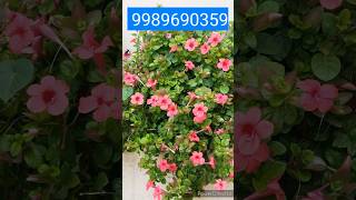 online sale December flowers Plants gardentipshouseplantssumathisgarden shortsflowers plants [upl. by Chandra]