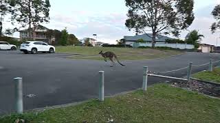 Kangaroo Makes Effortless Jump Over Rope Fence [upl. by Pang]