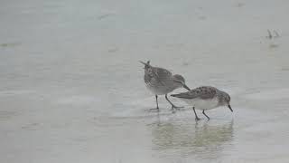 Whiterumped Sandpiper amp Semipalmated Sandpiper Comparison [upl. by Reinke]