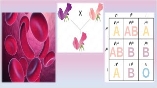 Complex Inheritance Patterns  Mrs Biology [upl. by Einafit690]