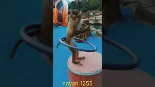 Circus movie beautiful dance 🍀🥀cuteanimal 🥀🥀 [upl. by Nanaek778]