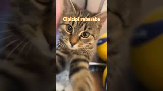 Cipicipi rabaraba catlover cat funny funnyvideo cats kitten fyp trendingshorts shorts [upl. by Anaahs]