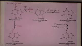 Antibióticos PROA TrimetroprimSulfametoxazol [upl. by Elwyn]