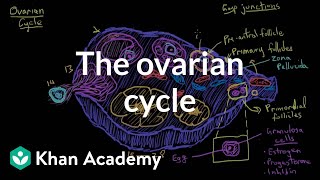 The ovarian cycle  Reproductive system physiology  NCLEXRN  Khan Academy [upl. by Orecul]