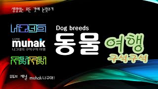 개 품종 보스턴 테리어Boston Terrier [upl. by Katina]