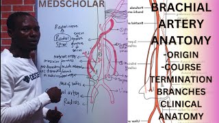 Anatomy of Brachial Artery made easy USMLE NEET PG PLAB FMGE [upl. by Nylirek843]