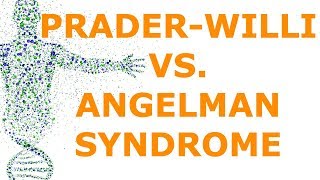 PraderWilli vs Angelman Syndrome Imprinting [upl. by Ecirtahs147]