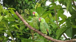 Redlored Amazons Amazona autumnalis [upl. by Ayin]