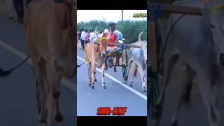 kgf skr reklarace tamil culture village life love nature bull [upl. by Oluap]