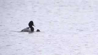 Ringnecked Ducks mating oxonbirdingblogspotcouk [upl. by Flosser]