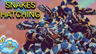 So Many Baby Snakes Hatching Breeding Snakes [upl. by Williams]