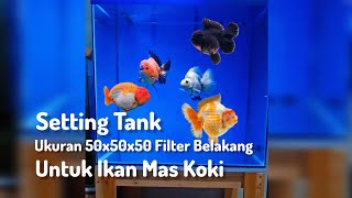 Setting Tank untuk Ikan Mas Koki  Goldfish  goldfish ikanmaskoki [upl. by Amir]