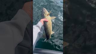 One more week opener walleye fishing viral youtubeshorts garmin livescope minnesota lake [upl. by Benito707]