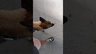 Gentle leader collar dogtraining belgianmalinoisdog [upl. by Atteiram]