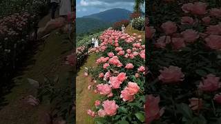 Peacefully mountain of roses  rose flowers garden 1011 [upl. by Onaimad]