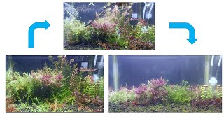 Dutch style scape trimming and replantingdutchstyle planttrimming aquriumhobby [upl. by Zoi844]