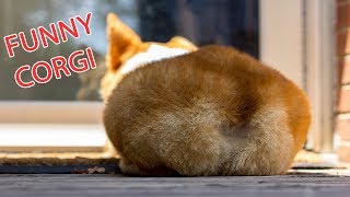 Funny and Cute Corgi Compilation  Best Funny Corgi Videos Part 2 [upl. by Lette]