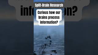 SplitBrain Research facts psychology psychologyfactseducation educational motivation [upl. by Leighland832]