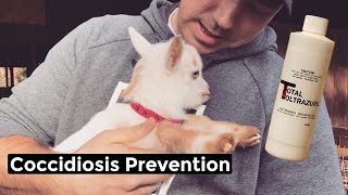 Coccidia Prevention in Baby Goats  Total Toltrazuril [upl. by Olumor504]