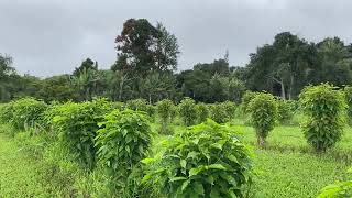 Greenwell Farms Kona Coffee Tour Big Island Hawaii [upl. by Yanrahc694]