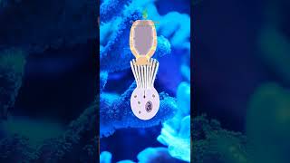 Phylum Porifera  Simplest Multicellular Animals  VIMAL PRATAP animalkingdomclass11 Porifera [upl. by Joelie]