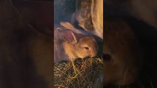 Elodies Babies  Chapter 20 nature relaxing relaxingmusic bunny rabbitmusic rabbitsvlogging [upl. by Attenyt]