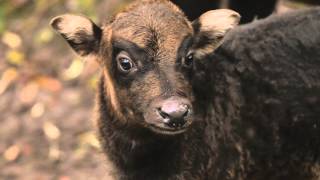 Endangered lowland anoa born at Chester Zoo [upl. by Fran330]