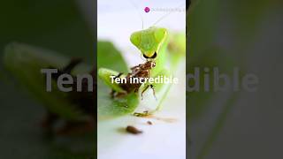 10 MindBlowing Praying Mantis Facts in 60 Seconds [upl. by Leora]