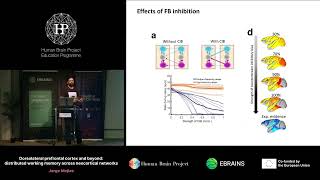 Jorge Mejias  Dorsolateral prefrontal cortex and beyond distributed working memory across [upl. by Rhu]