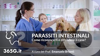 Parassiti Intestinali 3  Come riconoscerli e difendere il cane [upl. by Akiehsal]