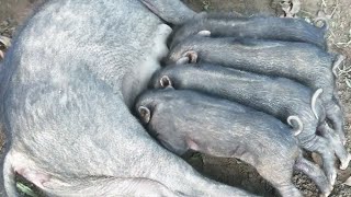 Pig Sound Video  Best Piglet Screaming amp Feeding  Piglet Squealing Sound Effect  Animal Sounds [upl. by Adnuahs]