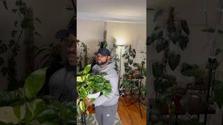 Epipremnum pinnatum albo plantroom houseplants plantvibes [upl. by Hey]