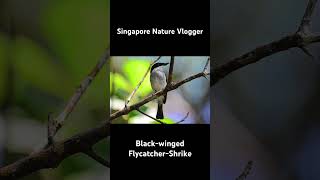 🐦 Blackwinged FlycatcherShrike at Tanjung Datu National Park [upl. by Eirrej113]