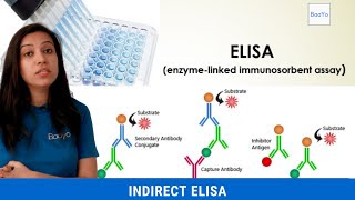 Indirect ELISA  Basics Explained [upl. by Lejna]